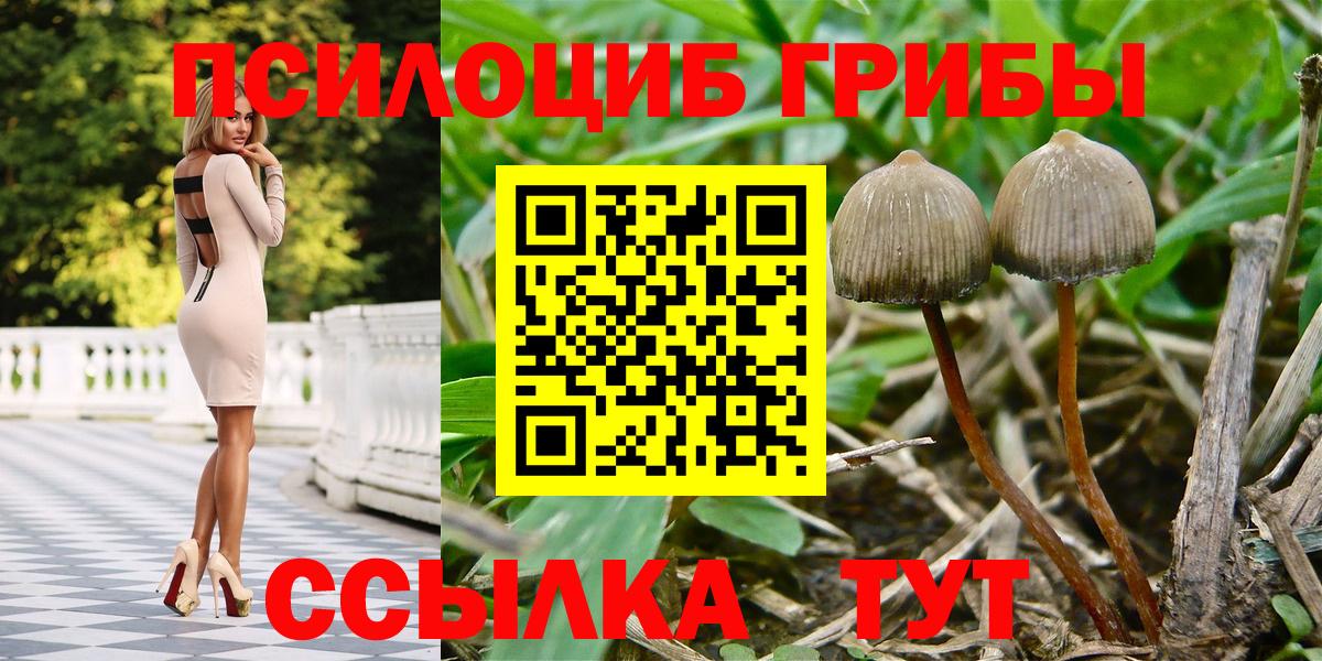 Псилоцибиновые грибы Psilocybe Фрязино